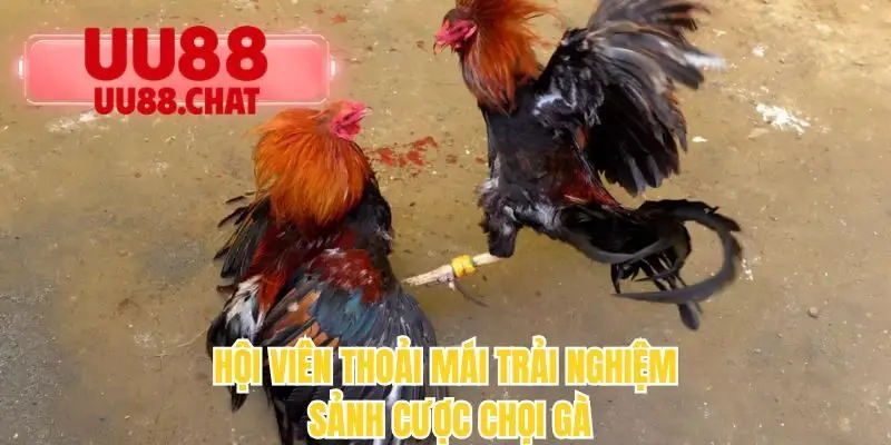 Đá Gà UU88 - Rửa Mắt Với Những Trận Chiến Rực Lửa - BETMIRA69