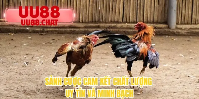 Đá Gà UU88 - Rửa Mắt Với Những Trận Chiến Rực Lửa - BETMIRA69